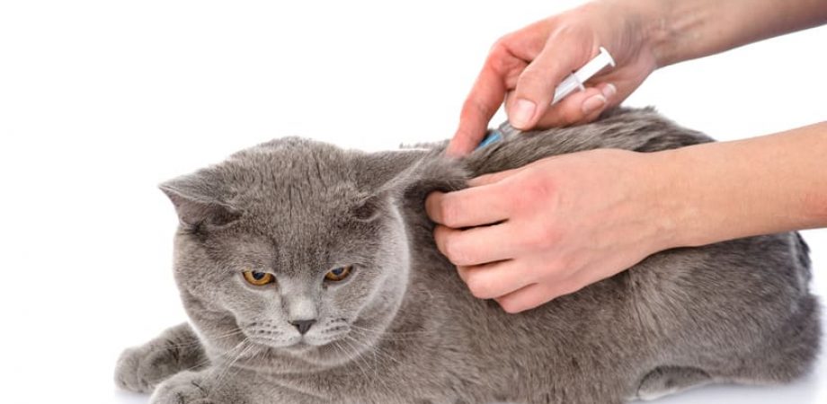 Diabetes bei Katzen