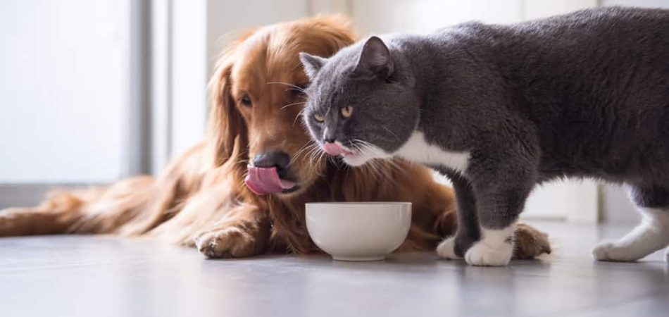 Dürfen Katzen Hundefutter essen