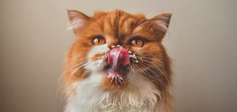 Dürfen Katzen Milch trinken?