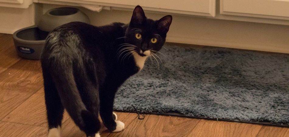 Fremde Katze im Haus