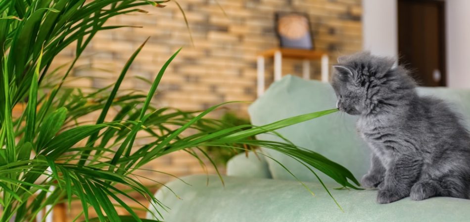 Ist die Areca-Palme / Goldfruchtpalme für Katzen giftig?