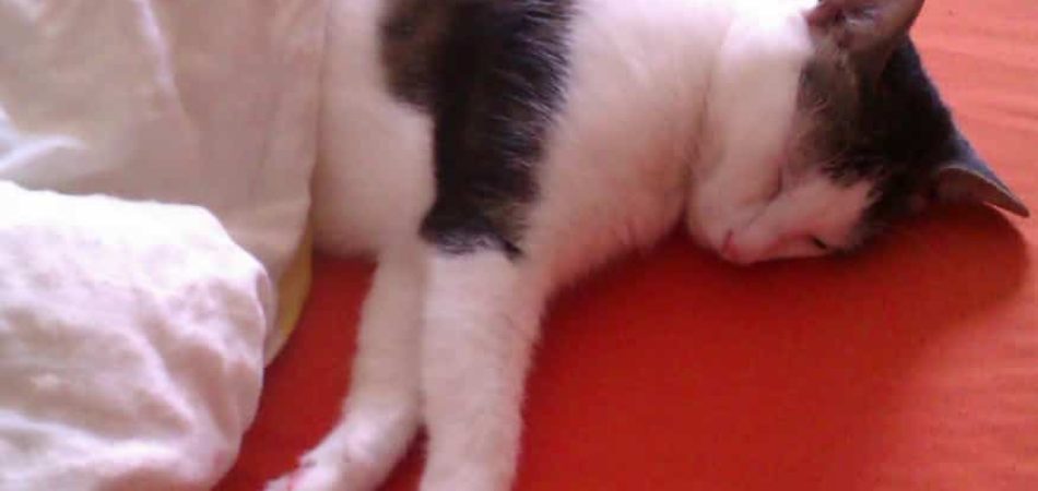 Kann man Katzen erziehen?
