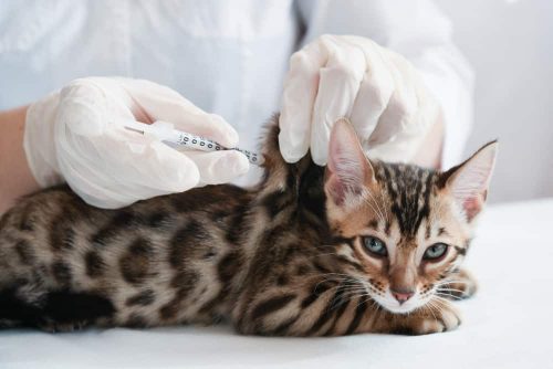 Impfungen Katzen