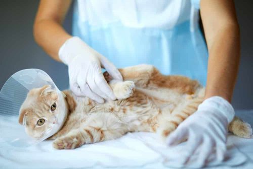 Kastration Lebenserwartung Katze