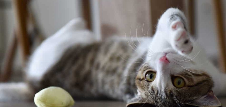 Katze spielt mit Baldriankissen
