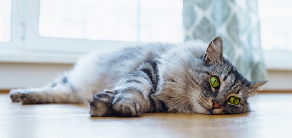 Katze Bauchschmerzen