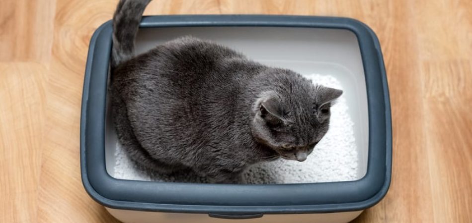 Wie Lange Dauert Blasenentzündung Bei Katzen Blasenentzündung bei Katzen . Ursachen und Vorbeugung
