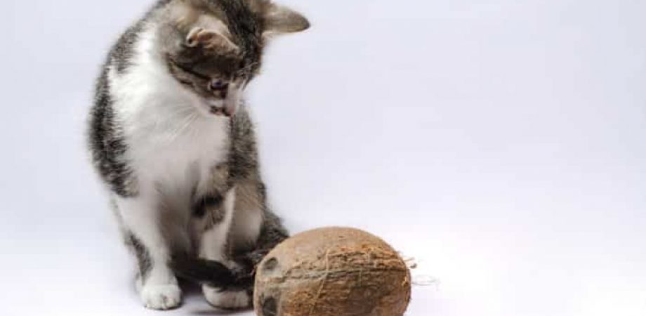 Katze Kokosöl
