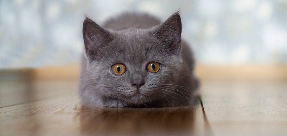 Katze spielt mit Laserpointer, versucht den roten Punkt zu fangen