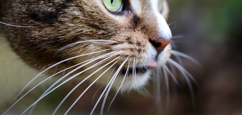 Katze Schnurrhaare Vibrissen