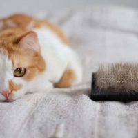 Katze Schuppen Tipps