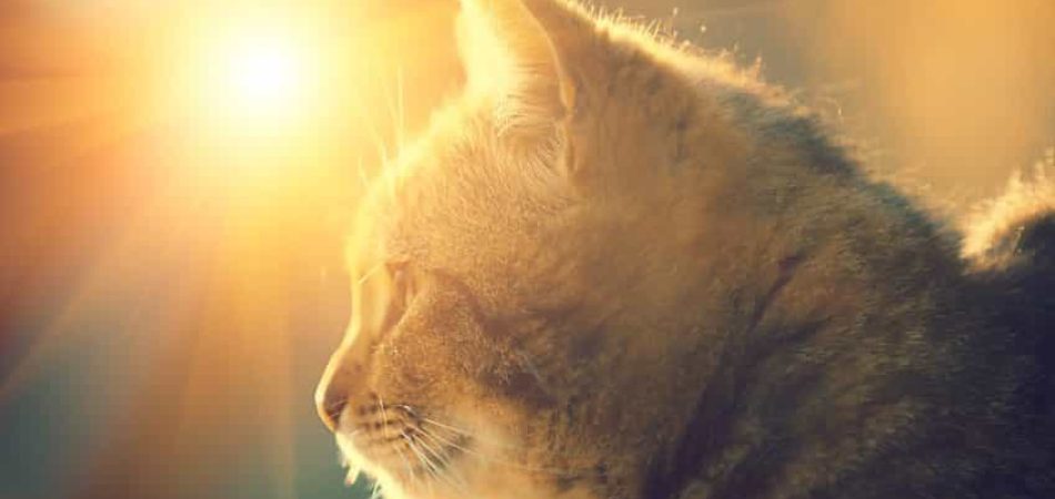 Bild / Foto: Katze Sommer Hitze