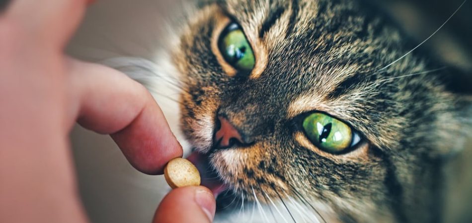 Katze Tablette geben