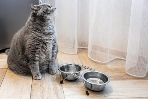 Katze Übergewicht Lebenserwartung