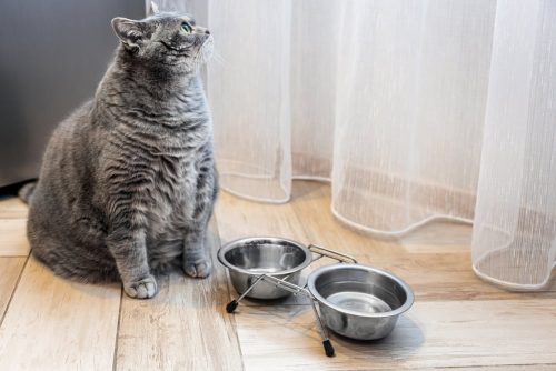 Katze Übergewicht Lebenserwartung