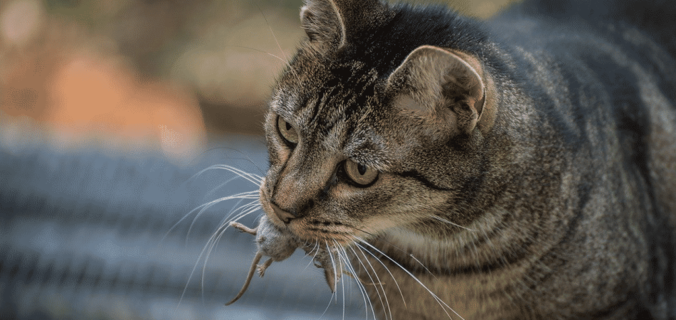 Katze bringt Mäuse nach Hause