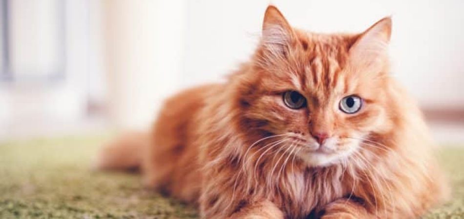 Katze hat Schuppen