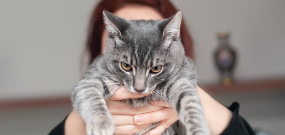 Katze hat Würmer