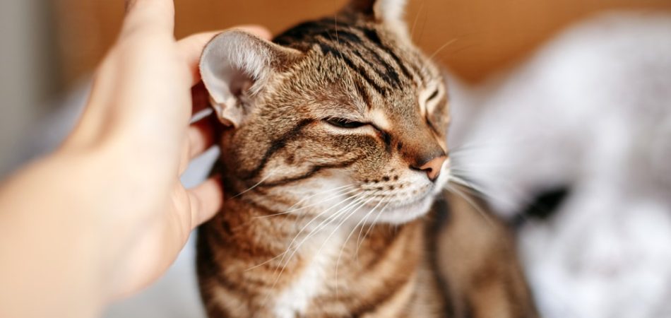 Katze hat warme Ohren
