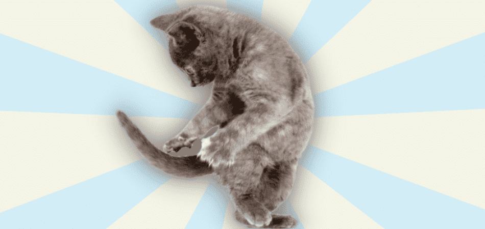 Katze jagt ihren eigenen Schwanz
