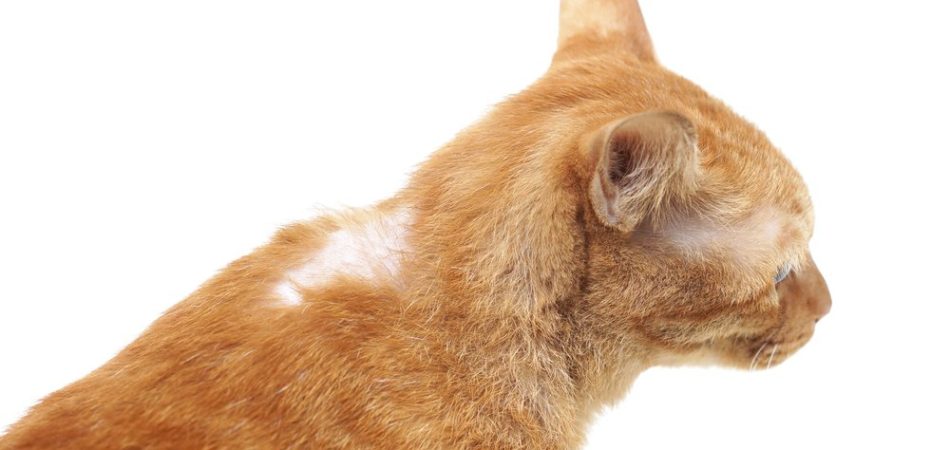 Bild / Foto: Katze kahle Stellen im Fell