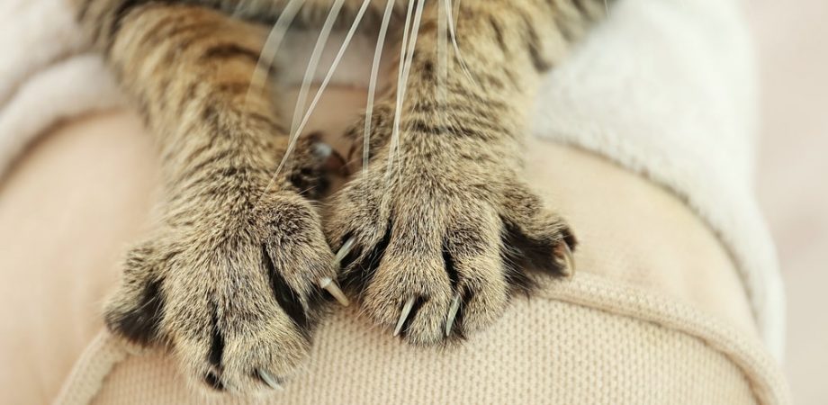 Wie Gewöhne Ich Meiner Katze Das Kratzen An Möbeln Ab Katze kratzt an Möbeln? So gewöhnst du es ihr sicher ab