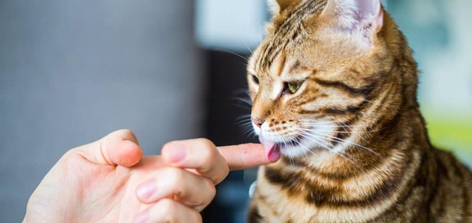 Bild / Foto: Katze leckt Mensch an der Hand