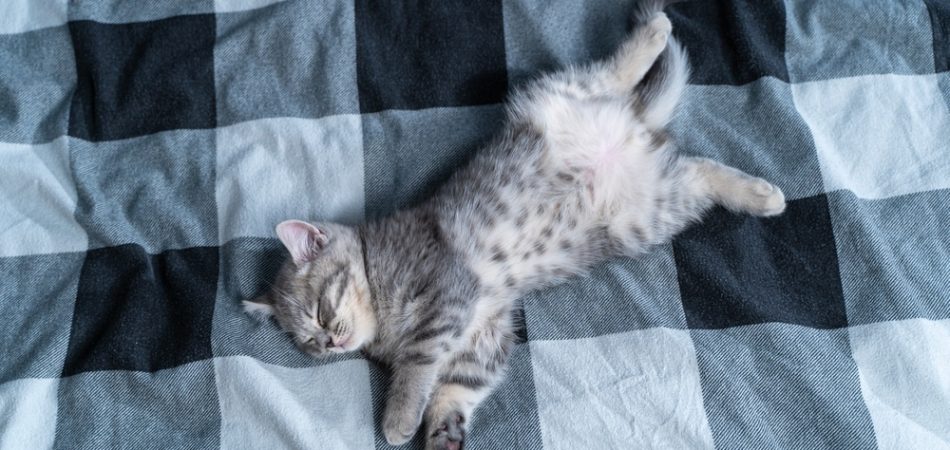 Katze liegt auf dem Rücken