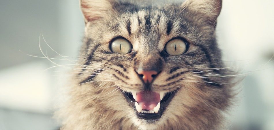 Bild / Foto: Katze miaut ständig