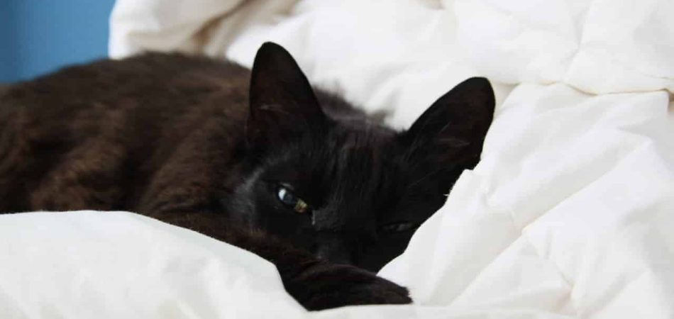 Bild / Foto: Katze nach Operation