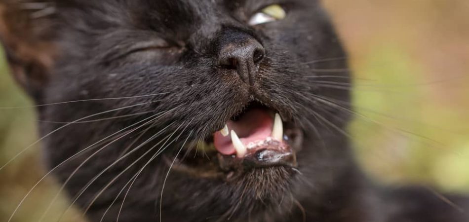 Wenn die Katze ständig niest