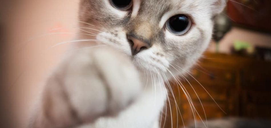 Katze raubt Schlaf