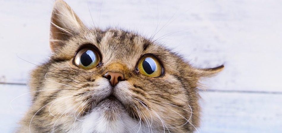 Katze rennt wie verrückt durch die Wohnung (2)