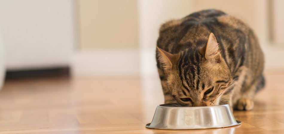 Katze richtig füttern