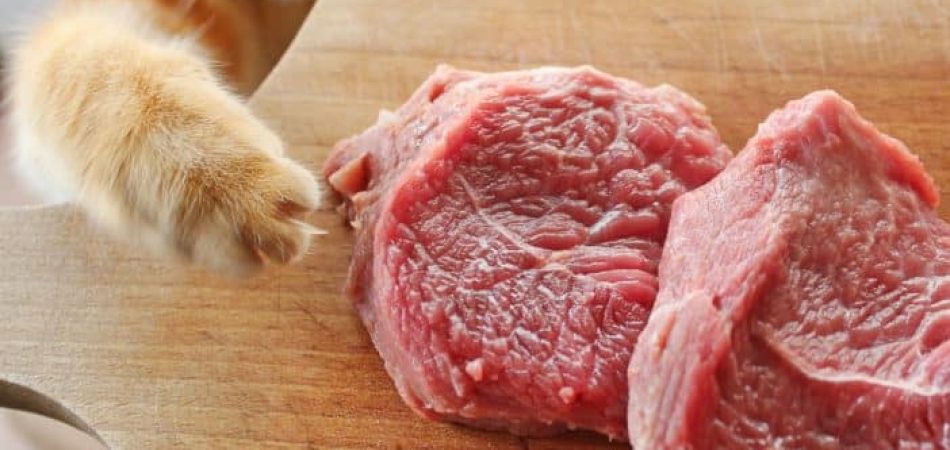 Katzen Schweinefleisch