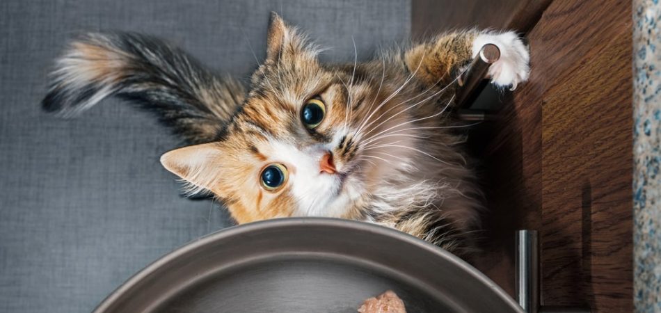 Katze schlingt, frisst hastig