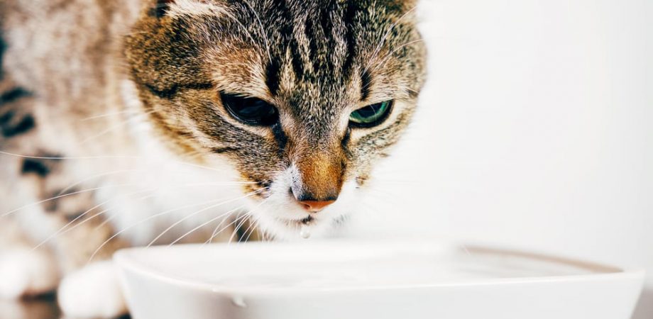 Katze trinkt viel Wasser