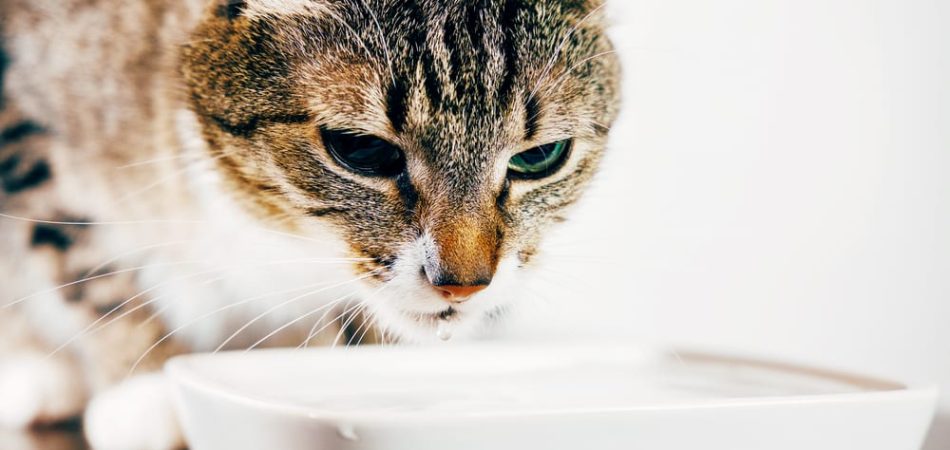 Katze trinkt viel Wasser