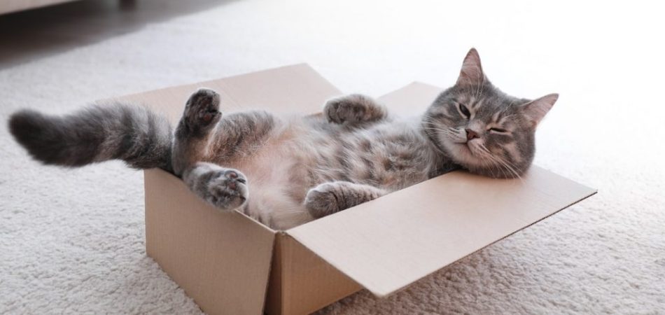 Katzen Kartons
