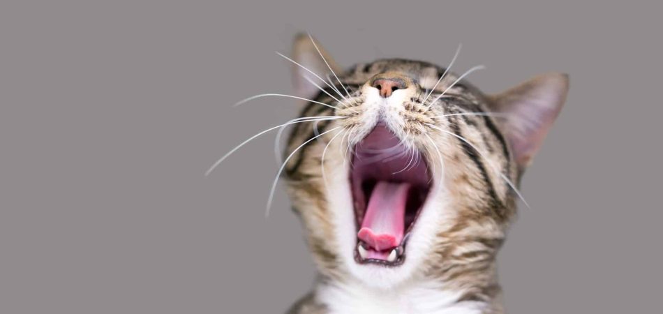 Mundgeruch bei Katzen Ratgeber