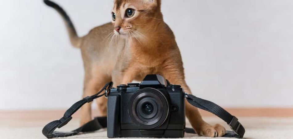 Katzenbilder gibt es viele im Netz. Hier sind die 30 schönsten für dich