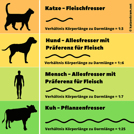 Hund und Katze Darmlänge