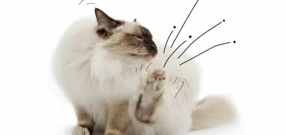 Katzenflöhe bekämpfen