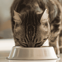 Katzenfutter Test 2021 - Das beste Katzenfutter im Vergleich