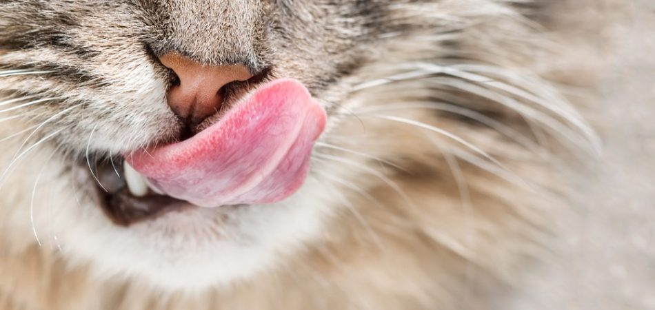 Katzenfutter ohne Zucker und Getreide