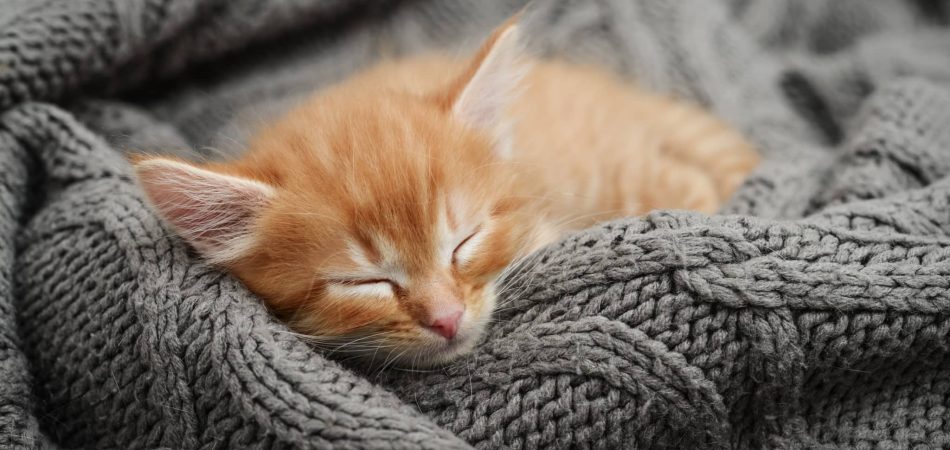Katzennamen weiblich Liste