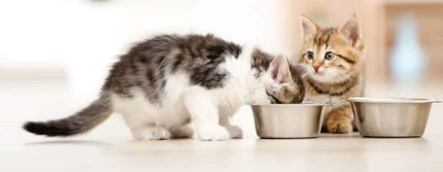 Kitten Katzenfutter