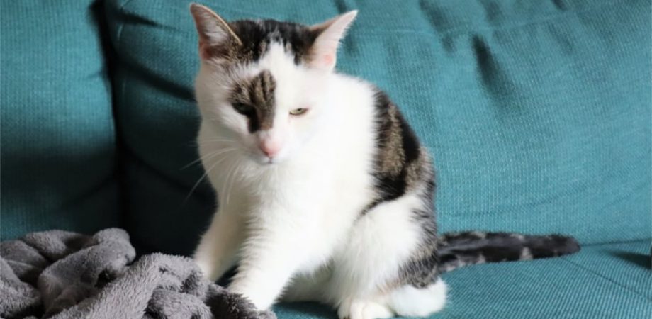Katze Macht Milchtritt Auf Meinem Bauch Milchtritt bei Katzen - Warum treteln auch erwachsene Katzen?