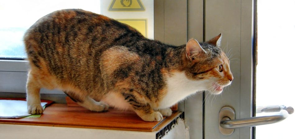Bild / Foto: Rollige Katze maunzt, Rolligkeit bei Katzen