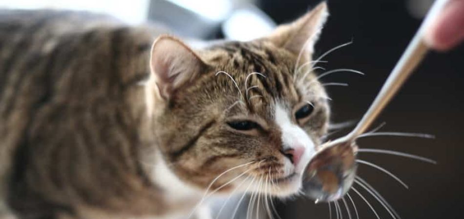 Schonkost für Katzen